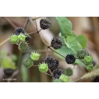 Natural Herbal Plant